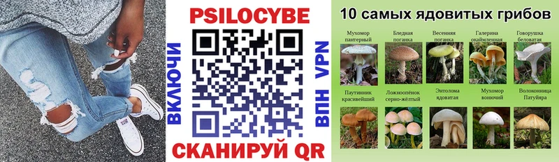 как найти наркотики  Черногорск  мега рабочий сайт  Псилоцибиновые грибы Cubensis 